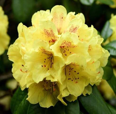Yellow Rhododendron Flower Seeds