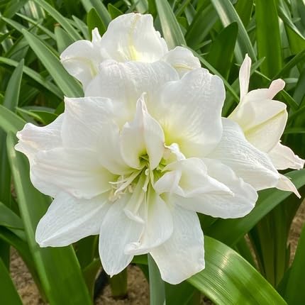 White Amaryllis Flower Seeds