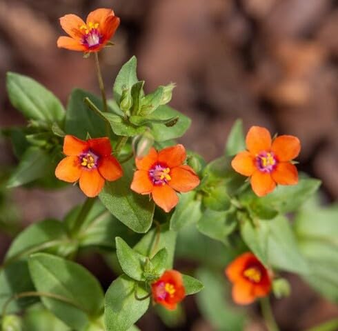 Orange Anagallis arvensis Flower Seeds