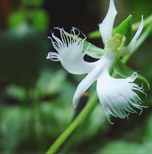 Egret Orchid Flower Seeds
