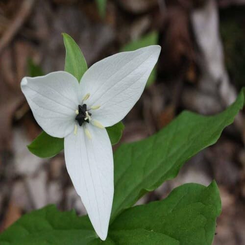 White Trillium Erectum Flower Seeds