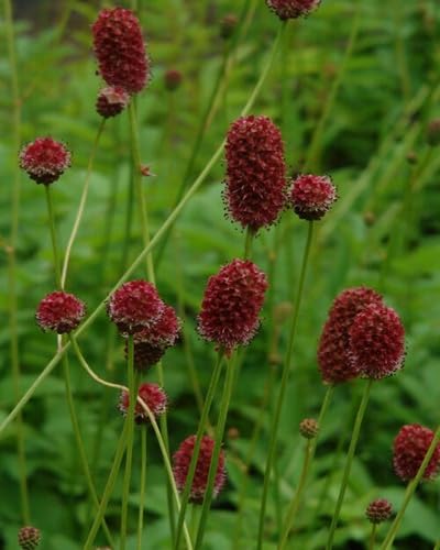 maroon organic sanguisorba flower