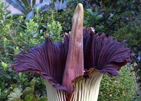 purple corpse flower seeds