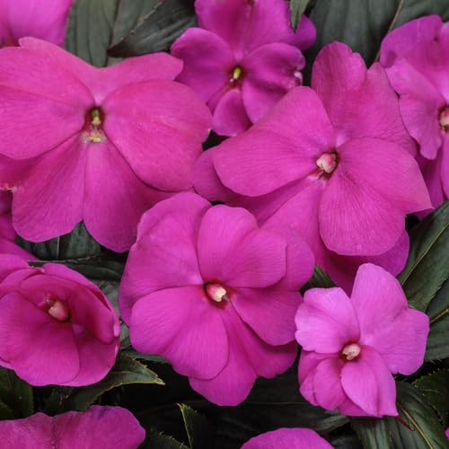 Purple Giant Impatiens Flower Seeds