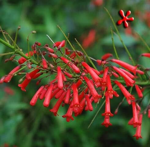 Red Equisetiformis Flower Seeds