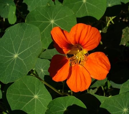 Nasturtium Flower Seeds