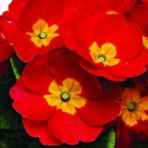 Red Primrose Flower Seeds