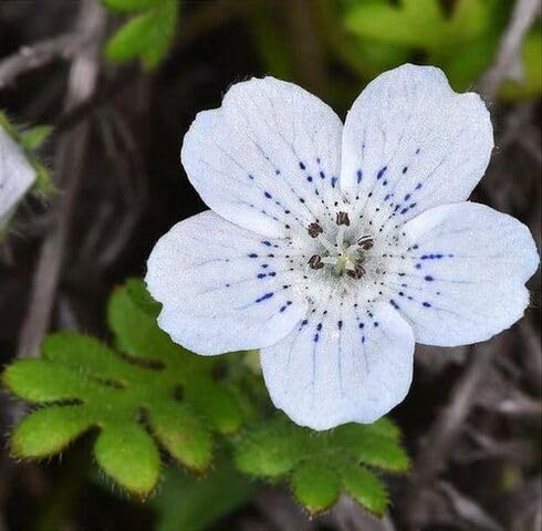 White Nemophila Menziesii Flower Seeds