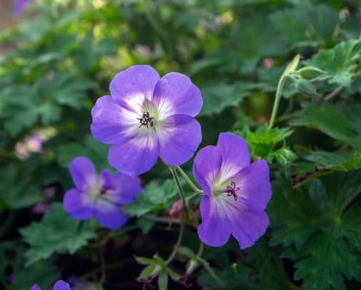 Purple Geranium Flower Seeds