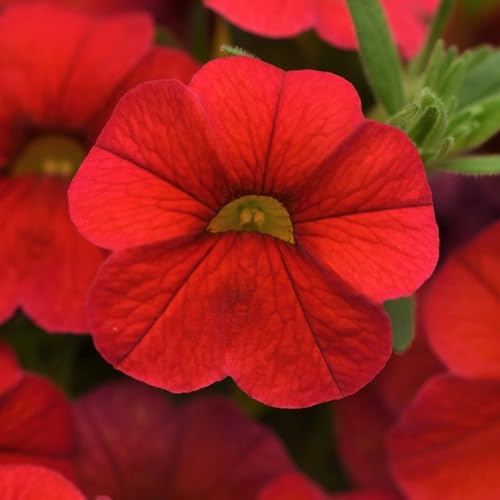 Red Calibrachoa Flower Seeds