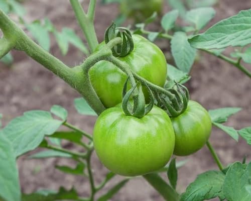 Green Tomato Vegetable Seeds Heirloom, Non-GMO for Home Garden Planting