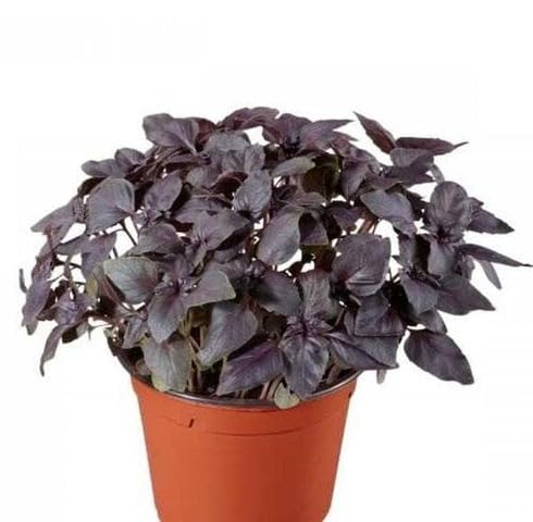 Purple Basil Plant Seeds herb seeds - high germination, backyard growing garden seeds