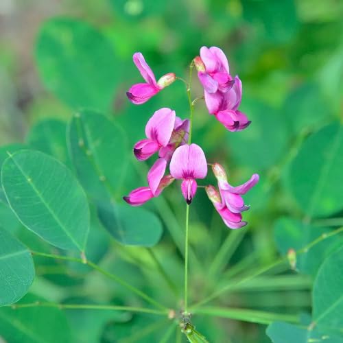 Pink Lespedeza Flower Seeds