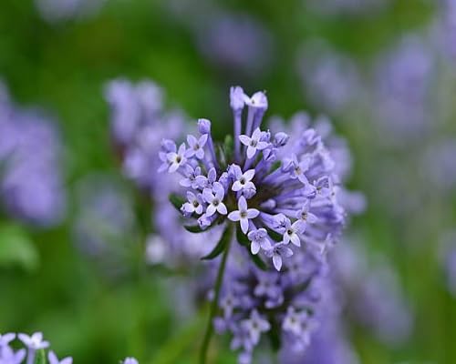 Purple Sweet Woodruff Flower Seeds