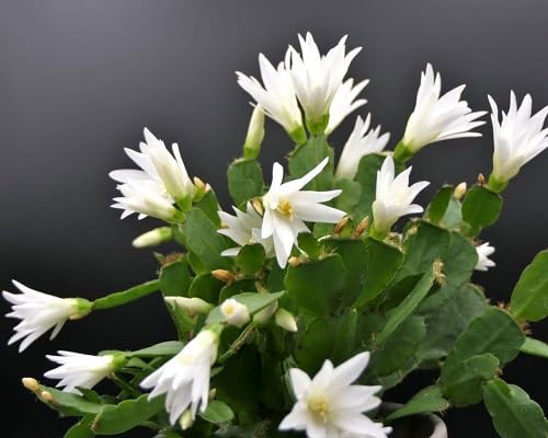 White Rhipsalidopsis Flowers Seed.