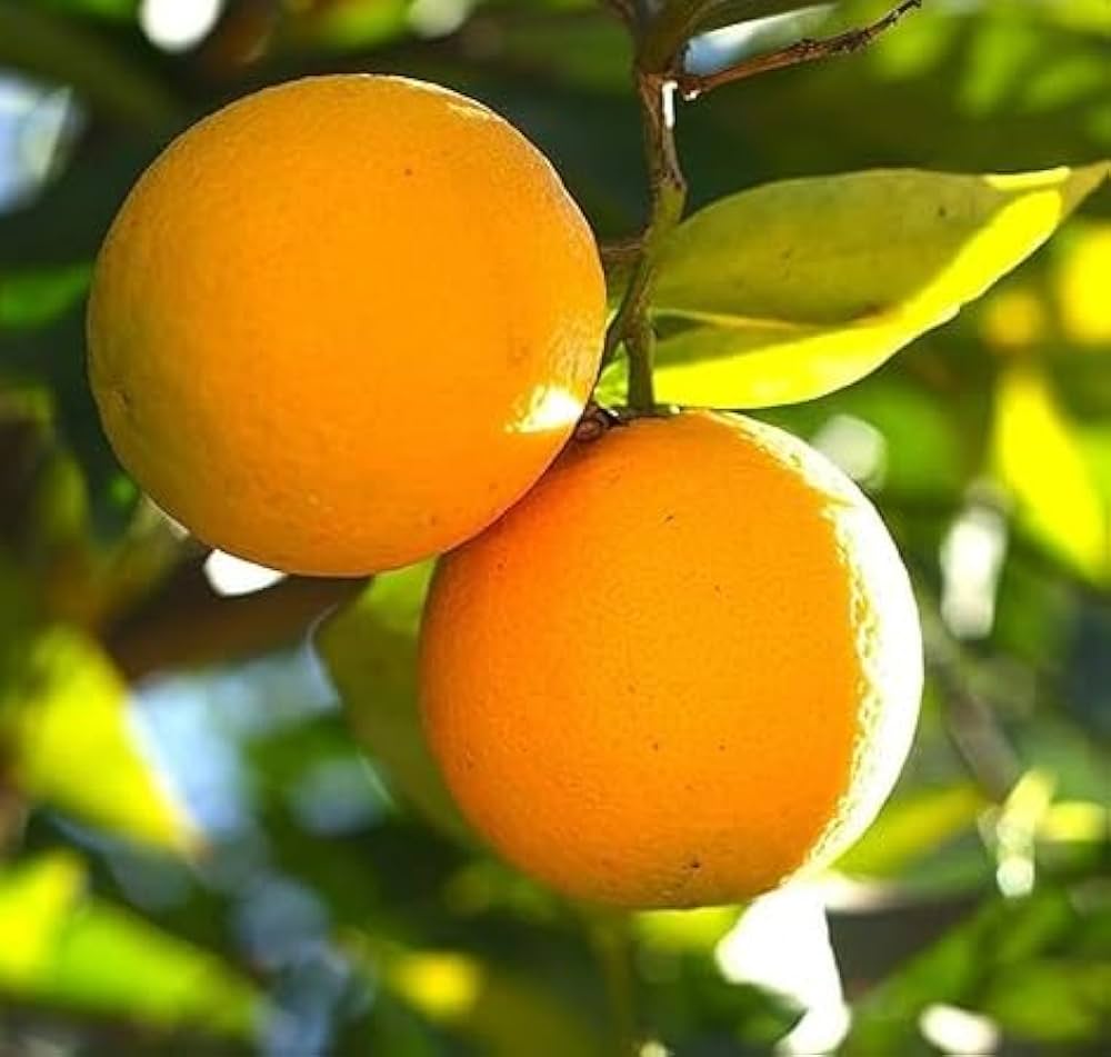 Orange Fruit Bright Trees In