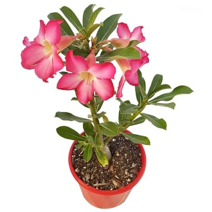 Adenium Flower Seeds