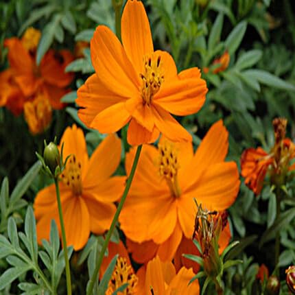 Orange Cosmos Flower Seeds