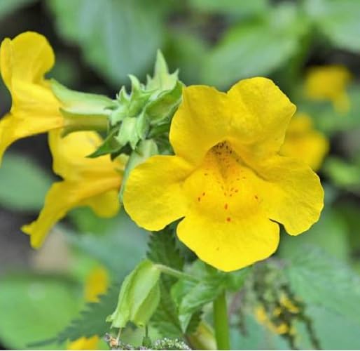 Yellow Mimulus Flower Seeds