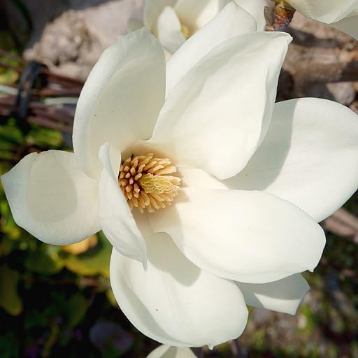 White Magnolia Yulan Flower Seeds