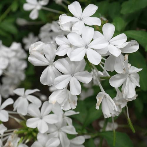 Plumbago Flower Seeds