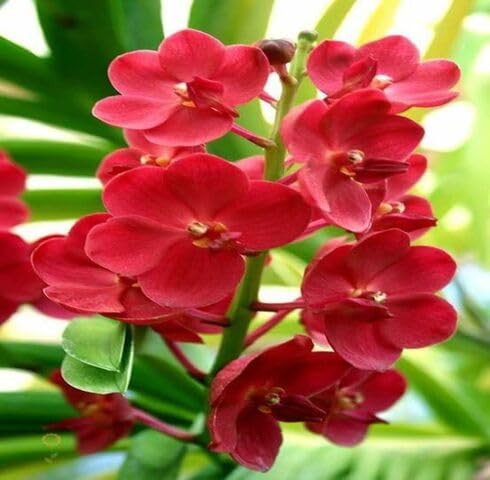 Red Orchid Flower Seeds
