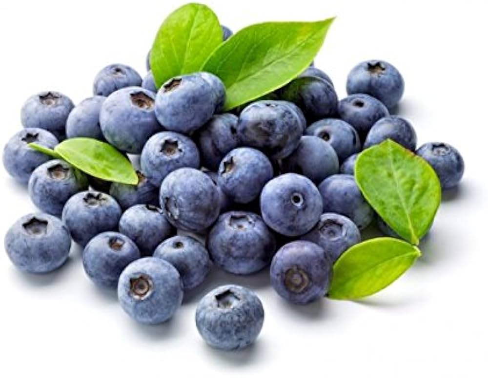 Blueberry Vaccinium Corymbosum Orchards And