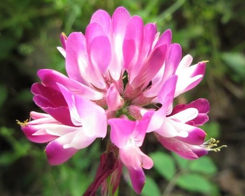 Pink Astragalus Flower Seeds