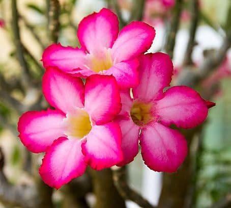 Pink Adenium Flower Seeds