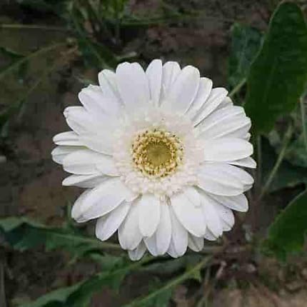 White Gerbera Daisy Flower Seeds