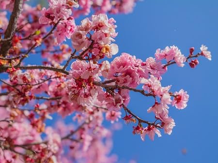 pink cherry blossom flower