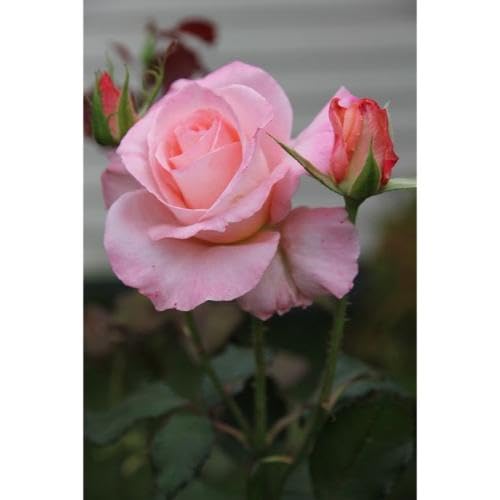 Pink Light Primrose Flower Seeds
