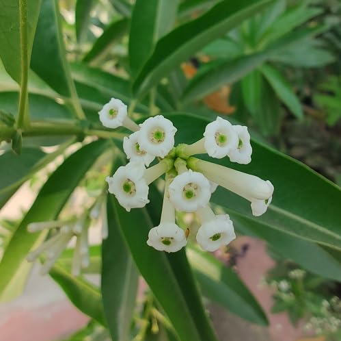 White Cestrum diurnum Flower Seeds