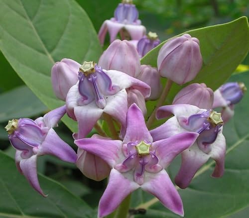 White Calotropis gigantea Flower Seeds