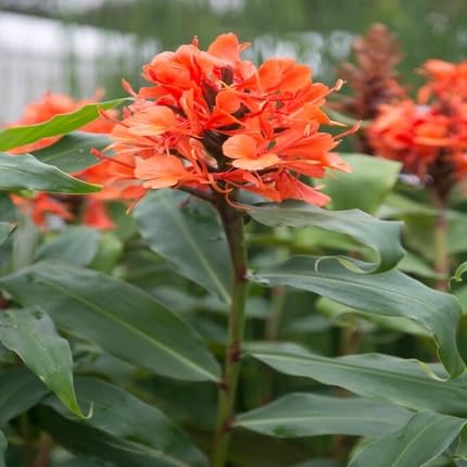 Red Hedychium Flower Seeds