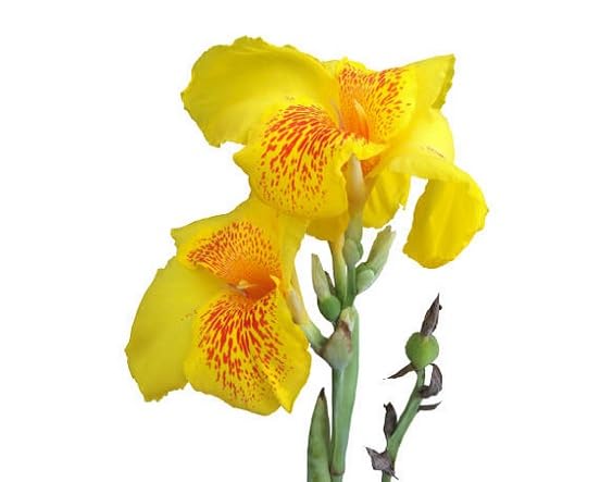 Red Yellow cannalily Flower Seeds