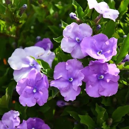 Purple Brunfelsia Pauciflora Flower Seeds
