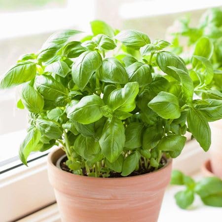 Green Basil Plant Seeds herb seeds - heirloom, natural growing garden seeds
