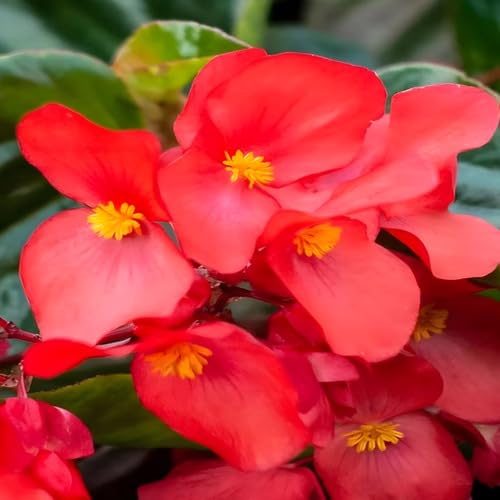 Begonia Flower Seeds