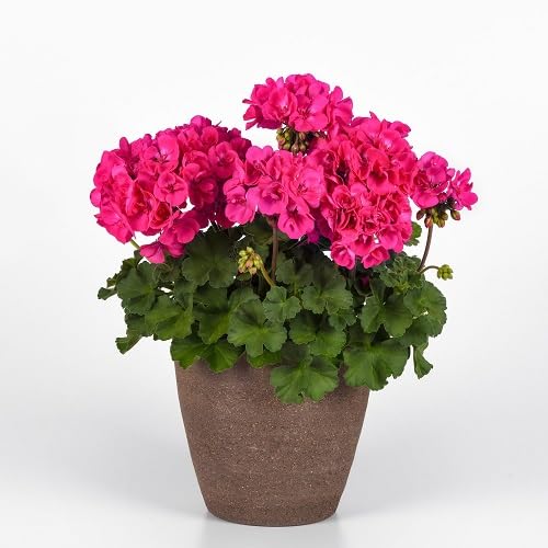 pink geranium pelargonium flowers