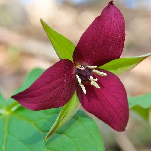 Red Trillium Flower Seeds