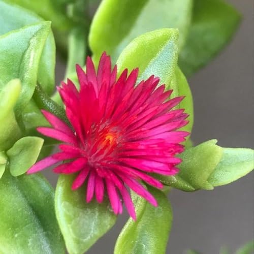 Aptenia Flower Seeds