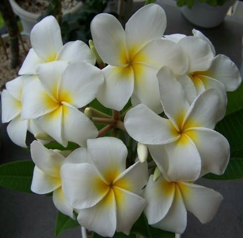 White Samoan Fluff Flowers Seeds