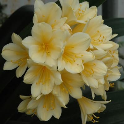 Green Clivia Flower Seeds