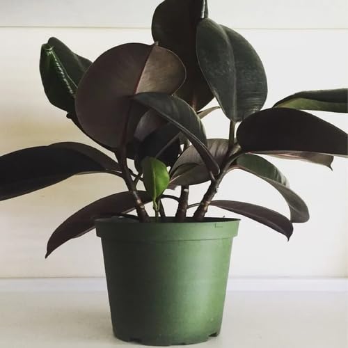 Black Ficus fruit seeds for organic garden planting