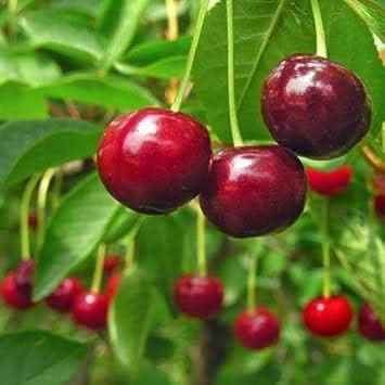 red cherries fruit for planting sweet juicy to grow in your yard gmo free Fruit seeds