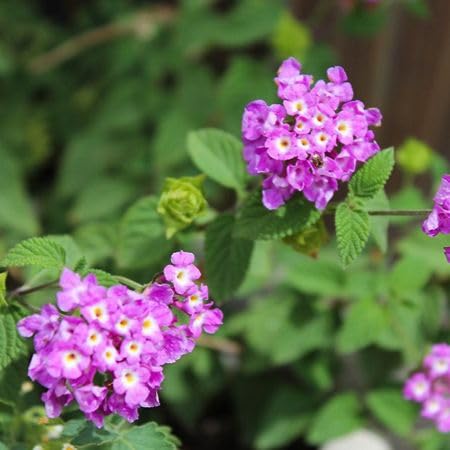 Pink Lantana Flower Seeds