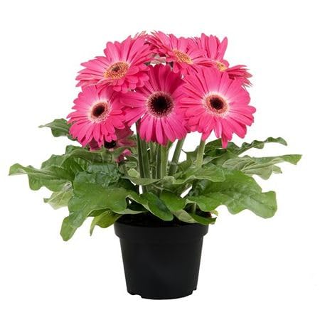 Pink Gerbera Flower Seeds