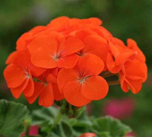 Orange Geranium Flower Seeds