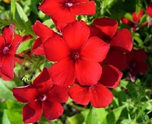 Phlox Flower Seeds